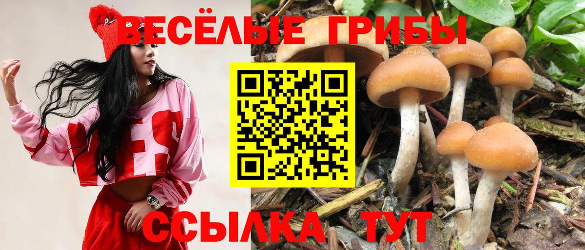 Галлюциногенные грибы Magic Shrooms  Вход с VPN  Солнечногорск  Псилоцибиновые грибы GOLDEN TEACHER 
